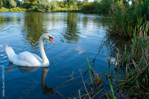 A white majestic swan floats in front of a wave of water. Young swan in the middle of the water. Drops on a wet head.