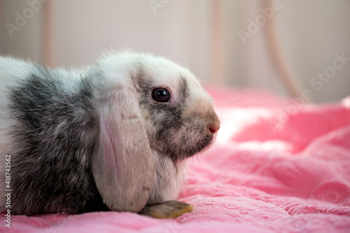 Close up one black and white young adorable bunny sitting on pink blanket. Cute baby Netherlands Dwaf and Holland lops rabbit for Easter celebration. photo