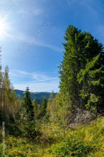 alpine pine in the landscapes of the mountains on a sunny day