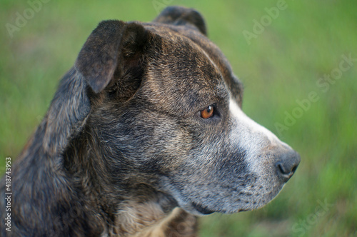 dog portrait on the grass