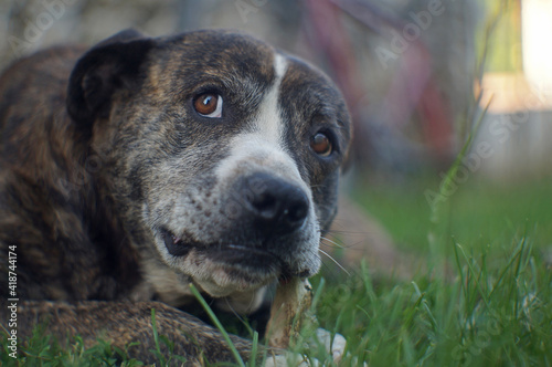 dog portrait on the grass