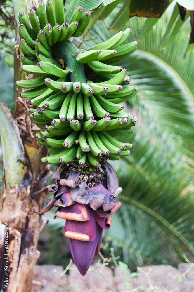 Obraz premium Noch nicht geerntete große Bananenstaude mit Blüte