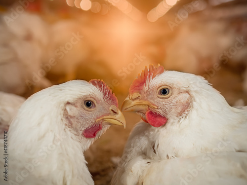 Chicken farming with yellow light