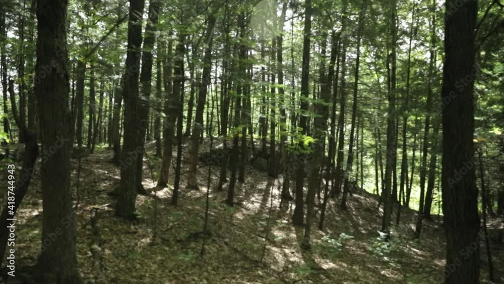 Sunshine pouring through the mossy forest of the guesthouse cottage area of Le Belvédère events center in Wakefield, Quebec. Sunshine pouring through the mossy forest of the guesthouse cottage area of Le Belvédère events center in Wakefield, Quebec.