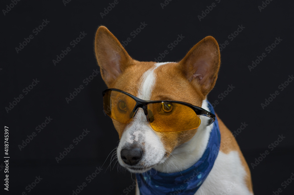 Nice low key potrait of stylish basenji dog wearing blue kerchief and having intent look through yellow glasses Nice low key potrait of stylish basenji dog wearing blue kerchief and having intent look through yellow glasses