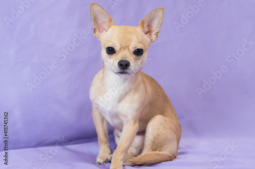 Studio portrait of creamy curious Chihuahua puppy looking straight in camera while sitting against purle-bluish background © Yuri Kravchenko