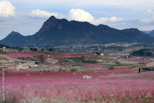 Floración de melocotoneros, a finales de invierno. Paraje de Las Ramblas, en Cieza, con La Atalaya al fondo (Murcia-España).