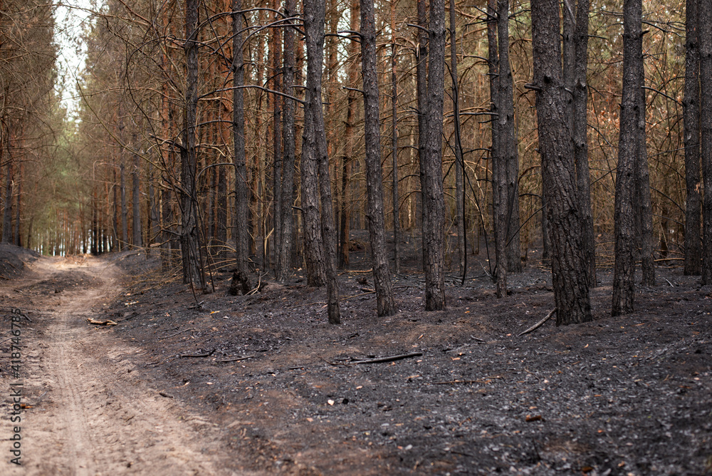 Forest in ashes after fire, happened by people's mistake and negligence. Black trunks of pine trees, small dirt road, damaged nature. Forest in ashes after fire, happened by people's mistake and negligence. Black trunks of pine trees, small dirt road, damaged nature.
