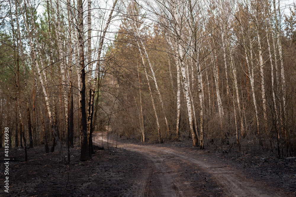 Birch forest after fire, burned trunks of the trees. dirt road in the middle of the woods. Gloomy autumn day, results of human negligence. Birch forest after fire, burned trunks of the trees. dirt road in the middle of the woods. Gloomy autumn day, results of human negligence.