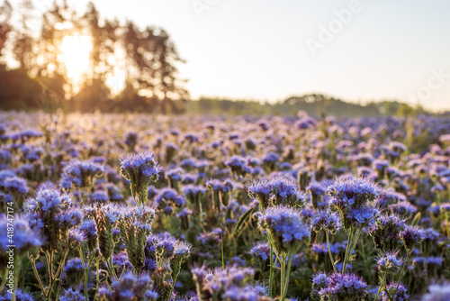 Sunrise in summer meadow. Tender odorous flowers of phacelia lightened by the first sun rays on a gorgeous morning.