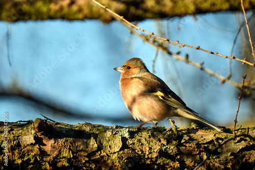 Buchfink ( Fringilla coelebs ). photo