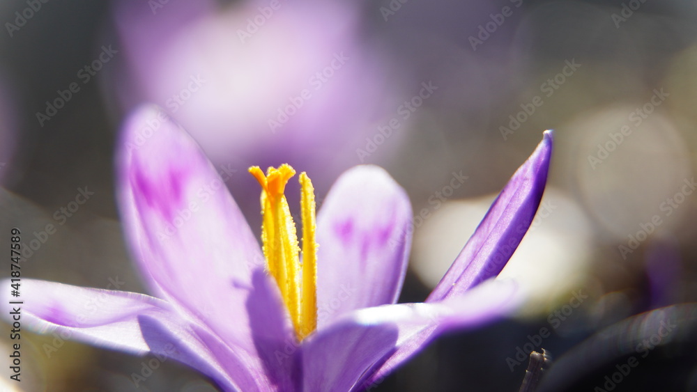 Fototapeta premium Crocus In the reserve
