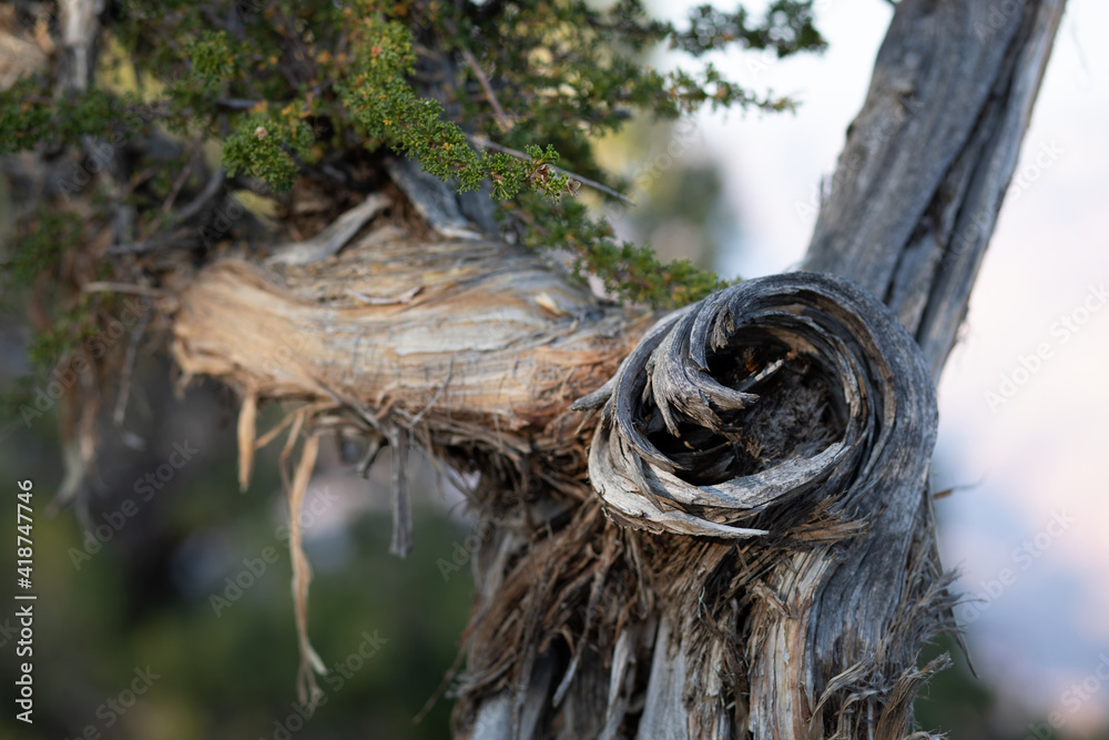 Wonders of Nature. Detail of a tree branch affected by time and weather. Grand Canyon. Usa.