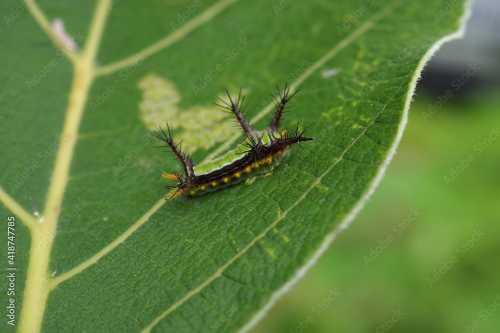 caterpillar on leaf caterpillar on leaf
