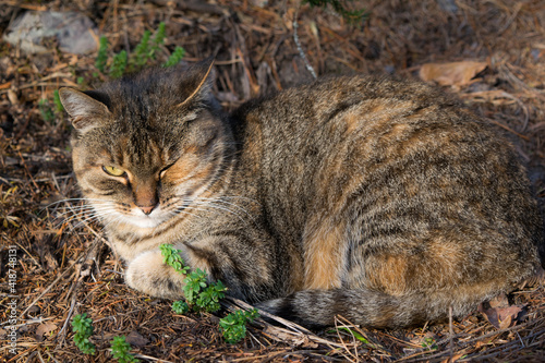 Cat laying on the ground in forest