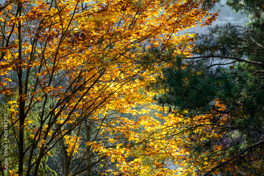 Orange and yellow leaves on trees in forest in autumn