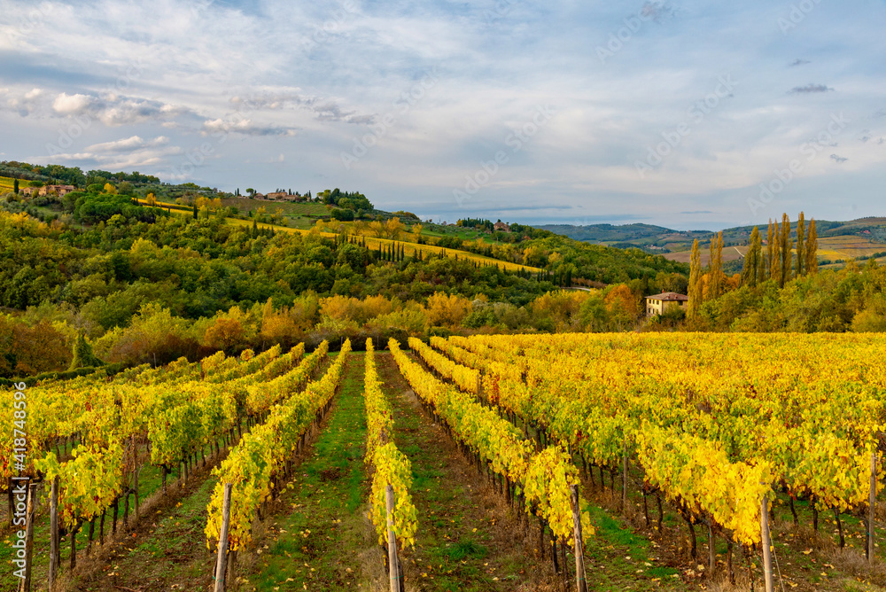 Chianti vineyards in autumn