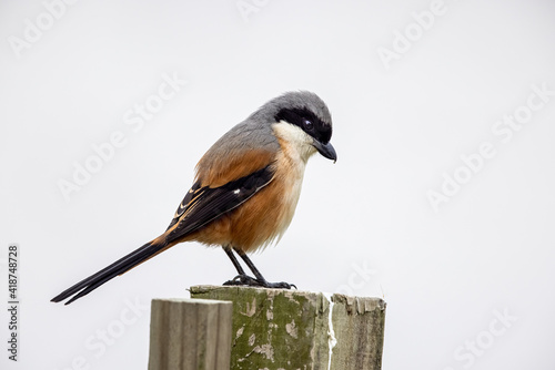 Rufous-backed shrike perching on wood at wetland photo