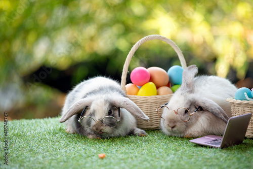 Two black and white young adorable bunny with glasses sitting on grass field with easter egg in basket and laptop together. Cute baby Netherlands Dwaf and Holland lops rabbit for Easter celebration photo