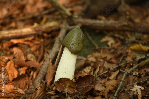 Mushroom common stinkhorn - Phallus impudicus. Grown stinky mushroom in the forest photo