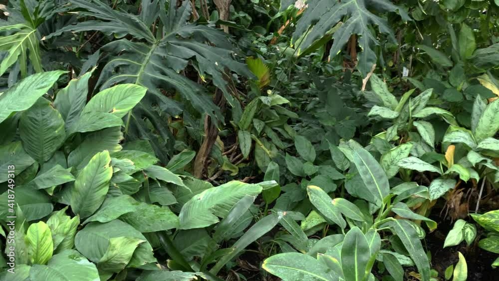 Exotic tropical foliage, vibrant green tropical leaves Exotic tropical foliage, vibrant green tropical leaves