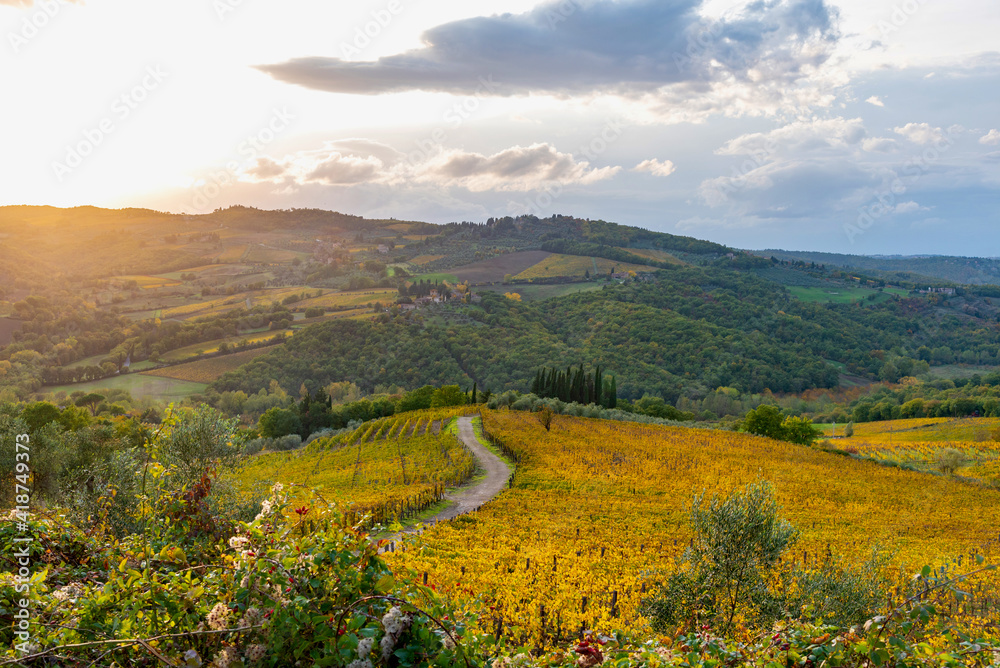 Fototapeta premium Chianti vineyards in autumn