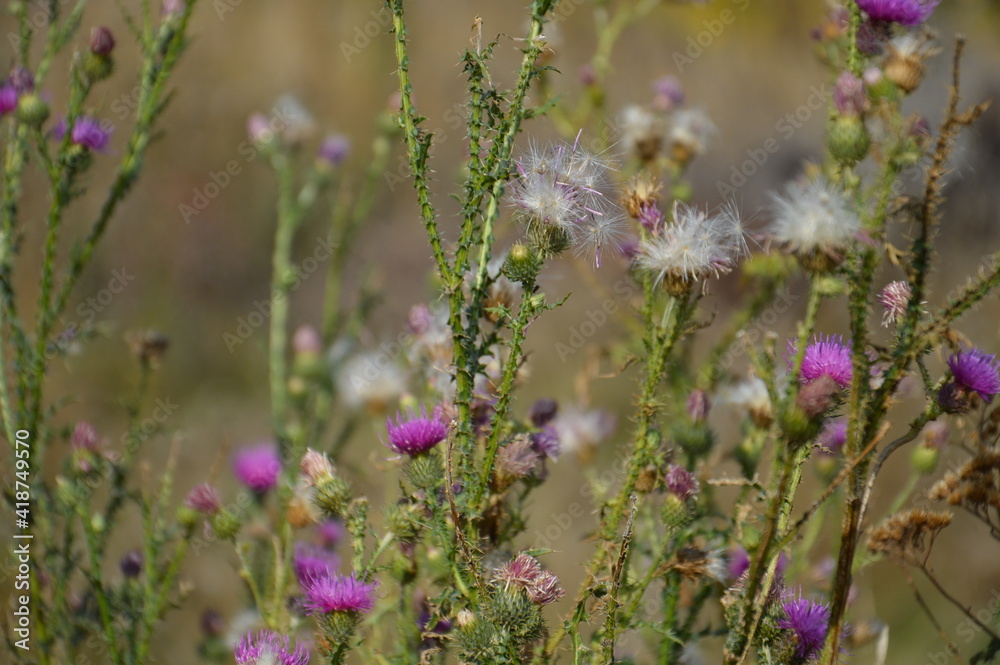 Thorn grass Thorn grass