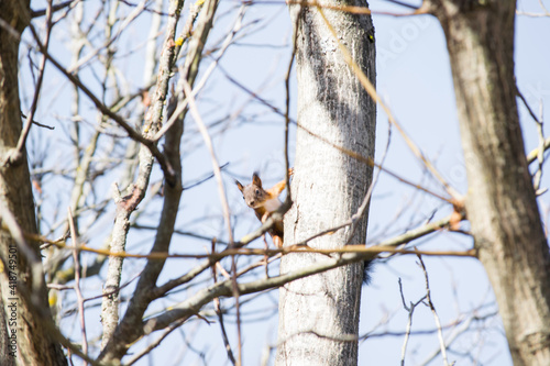 Brown squirrel on a tree