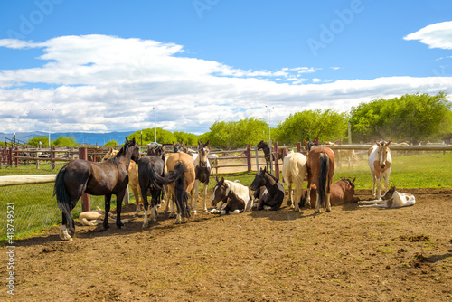 Photography Gruppe von Criollo Pferde Argentinien Calafate Patagonien / Group of Criollo hor
