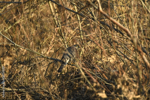 Bird Eurasian sparrowhawk (Accipiter nisus) hiding in the bush at sunny day