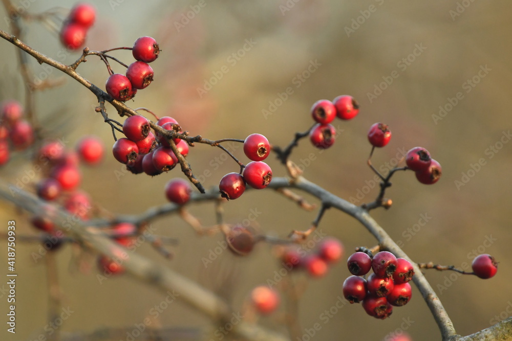 Red round fruits on branch the tree hawthorn in winter. fruit as food for birds Red round fruits on branch the tree hawthorn in winter. fruit as food for birds