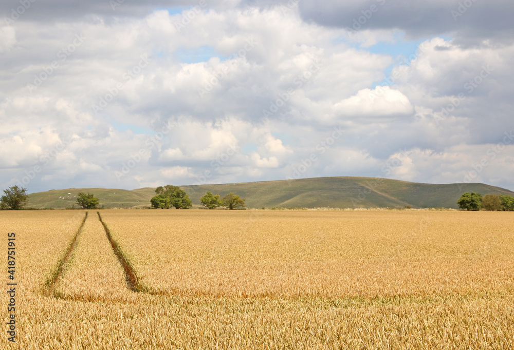 Wheat field by Milk Hill, Wiltshire	