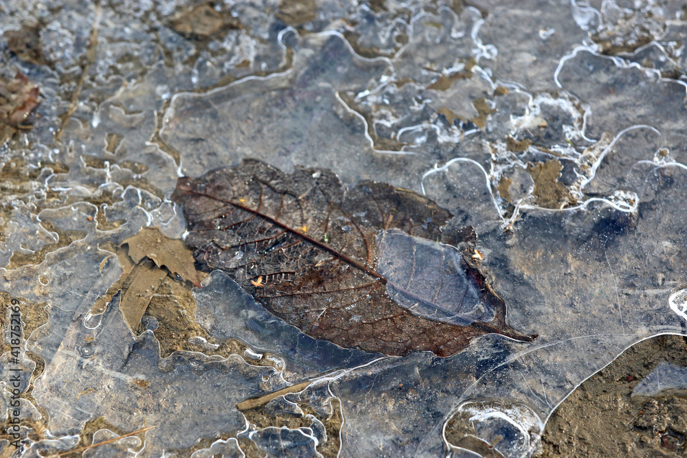 Naklejka premium Leaf in a frozen puddle