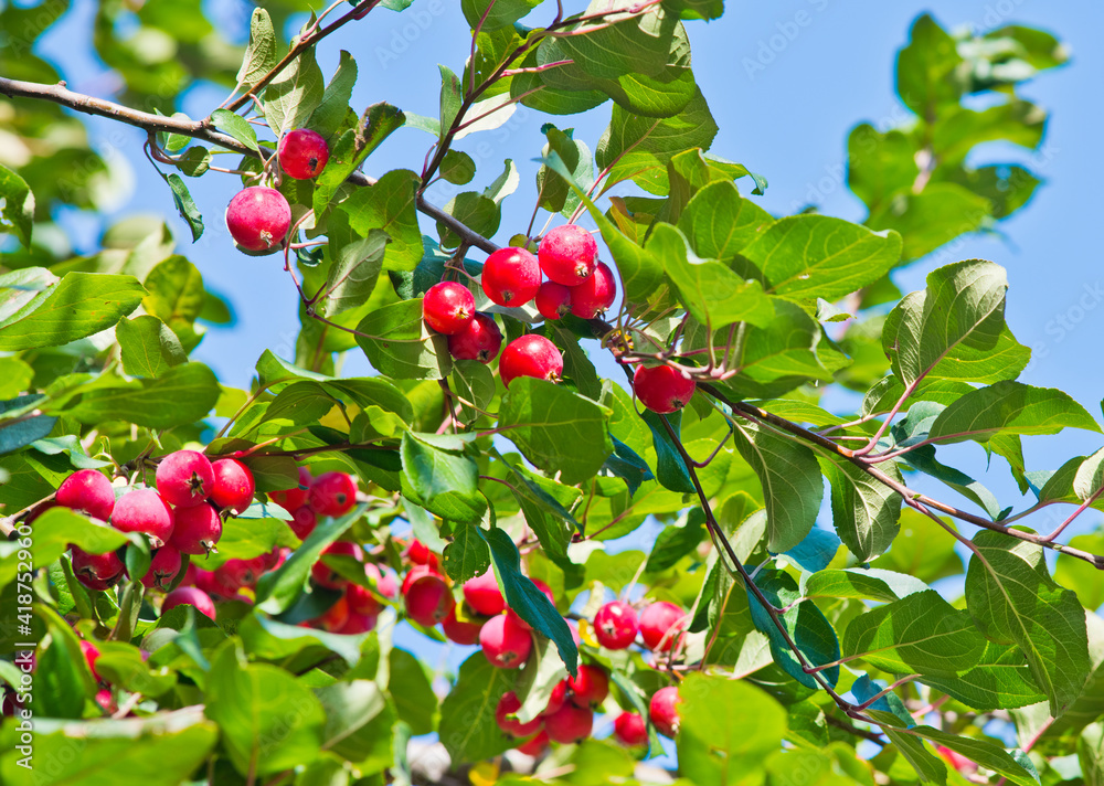 small red apples on the branches apple tree against blue sky background small red apples on the branches apple tree against blue sky background