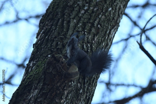 Black squirrel Sciurus vulgaris sit on the tree photo