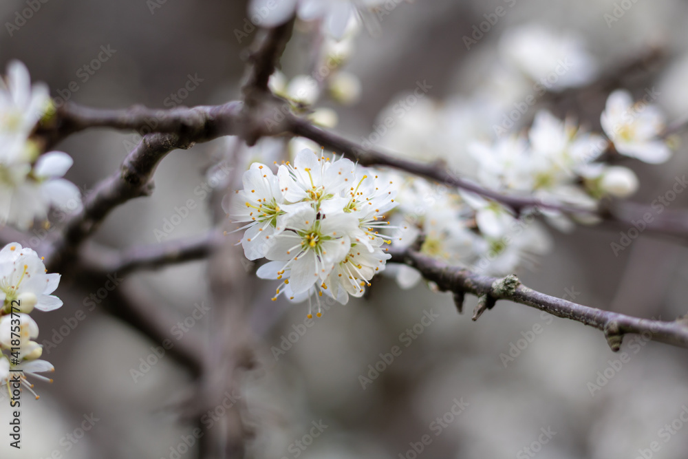 Gros plan sur des fleurs de pruniers (prunus spinosa) au printemps Gros plan sur des fleurs de pruniers (prunus spinosa) au printemps