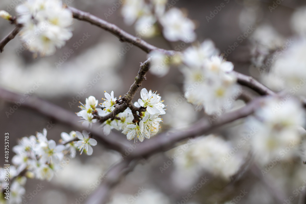 Gros plan sur des fleurs de pruniers (prunus spinosa) au printemps Gros plan sur des fleurs de pruniers (prunus spinosa) au printemps