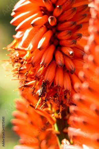 Une abeille butinant les fleurs oranges d'une aloe (aloe marlothii x ferox) au printemps photo