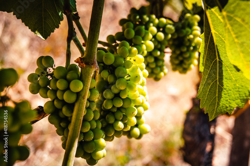 Wallpaper Mural Green grapes growing in a vineyard at Kaiserstuhl, Germany. The grapes are illuminated by golden sunlight. Torontodigital.ca