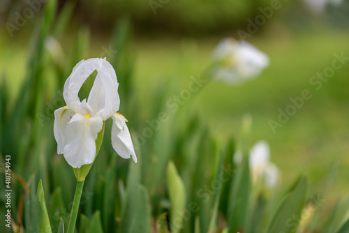 giaggiolo bianco photo