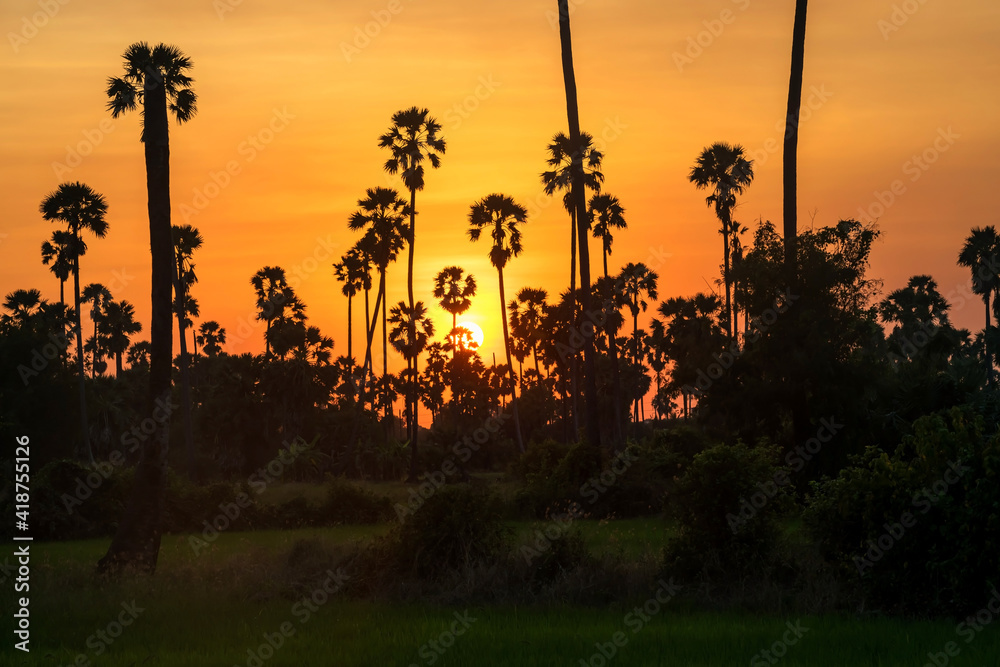 Silhouette sugar palm trees and meadow at sunset