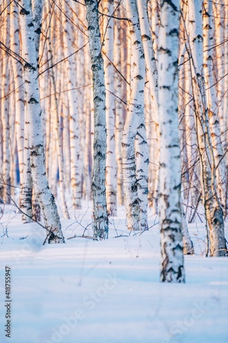 White birch forest covered with white snow against beautiful sunset in winter