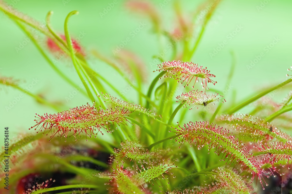 Fototapeta premium Mucilaginous glands of sundew, Drosera species.