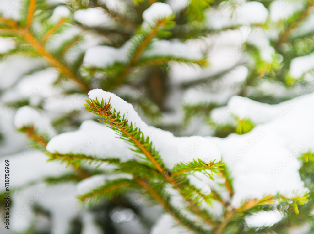 branches of spruce covered with snow in winter day, close-up