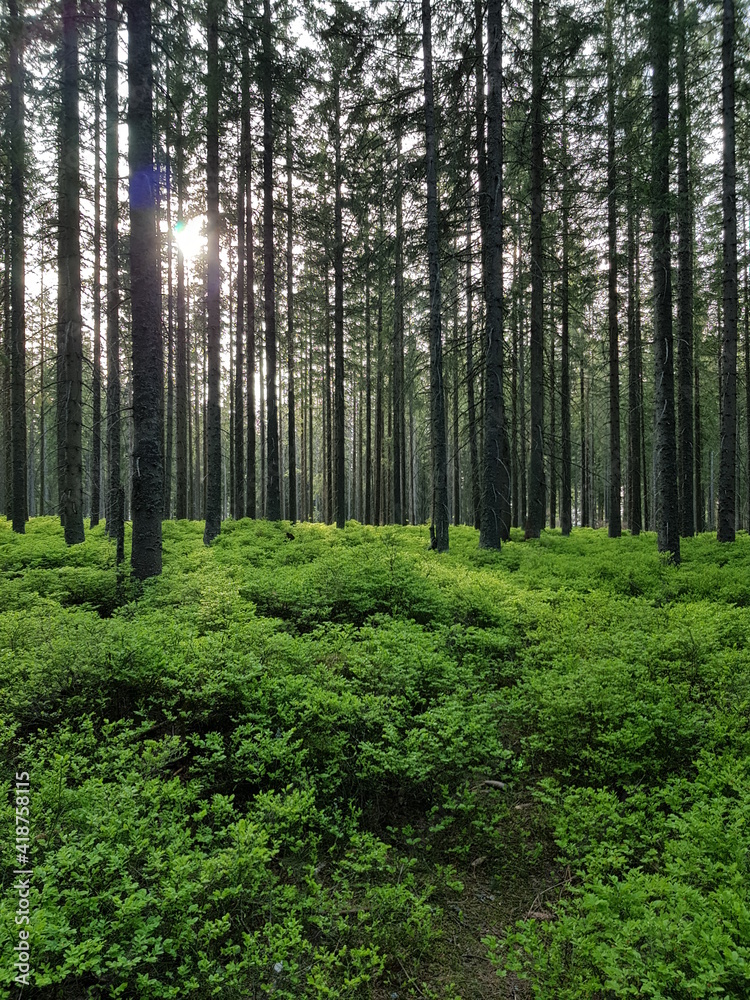 Obraz premium Zdjęcie