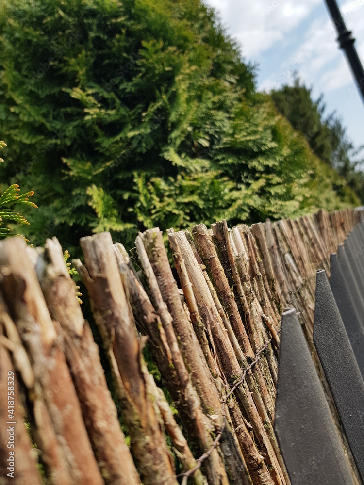 Fototapeta premium Zdjęcie