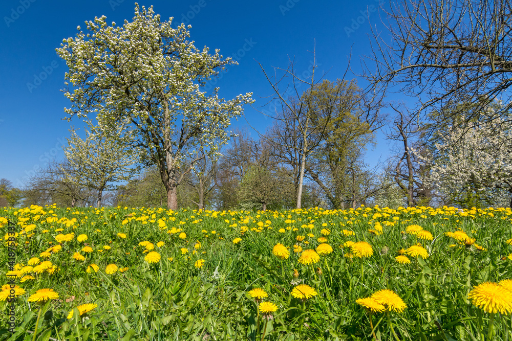 Obraz premium Beautiful flower meadow with green grass, dandelion flowers and trees in spring