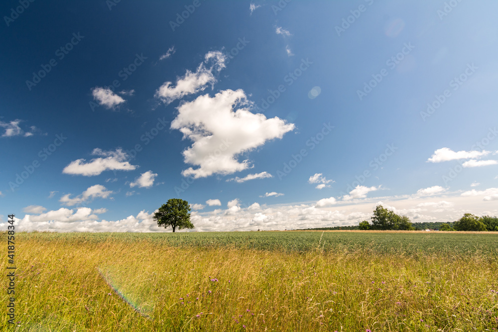 Lonely tree in scenic summer landscape during a sunny day