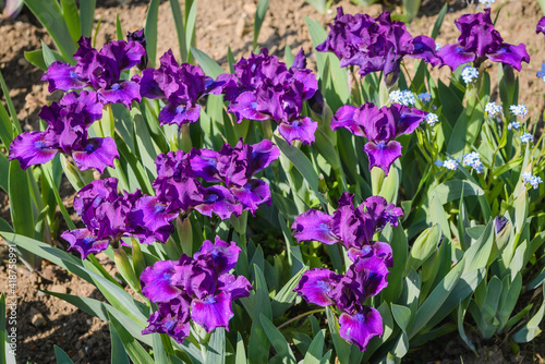 Close up of purple dwarf iris Bourgeois in spring garden.