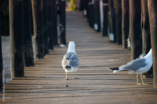 seagull on the pier photo